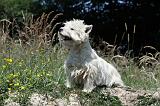 WESTIE 262